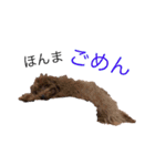 トイプーやねん！（個別スタンプ：5）