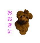 トイプーやねん！（個別スタンプ：6）