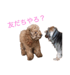 トイプーやねん！（個別スタンプ：8）
