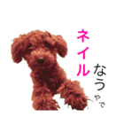 トイプーやねん！（個別スタンプ：12）