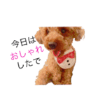 トイプーやねん！（個別スタンプ：15）