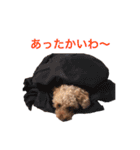 トイプーやねん！（個別スタンプ：16）
