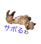 トイプーやねん！（個別スタンプ：20）