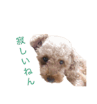 トイプーやねん！（個別スタンプ：22）
