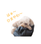 トイプーやねん！（個別スタンプ：24）
