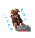 トイプーやねん！（個別スタンプ：25）
