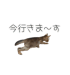 猫パーティ しましょ（個別スタンプ：36）