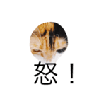 三毛猫ユメ（個別スタンプ：1）