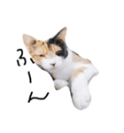 三毛猫ユメ（個別スタンプ：2）