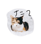 三毛猫ユメ（個別スタンプ：3）