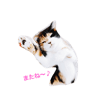 三毛猫ユメ（個別スタンプ：4）