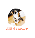 三毛猫ユメ（個別スタンプ：5）