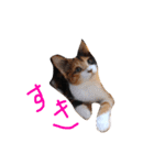 三毛猫ユメ（個別スタンプ：6）