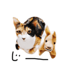 三毛猫ユメ（個別スタンプ：7）