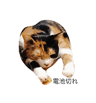 三毛猫ユメ（個別スタンプ：8）