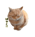 a cat named muuchan.（個別スタンプ：34）