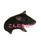 ペットー's（個別スタンプ：4）