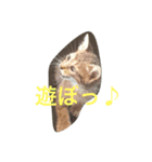 ペットー's（個別スタンプ：5）