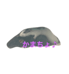 ペットー's（個別スタンプ：6）
