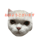 毎日しろねこ 1（個別スタンプ：1）