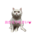 毎日しろねこ 1（個別スタンプ：2）