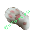 毎日しろねこ 1（個別スタンプ：3）