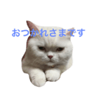 毎日しろねこ 1（個別スタンプ：4）