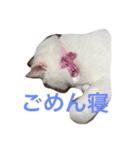 毎日しろねこ 1（個別スタンプ：5）