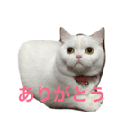 毎日しろねこ 1（個別スタンプ：6）