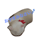 毎日しろねこ 1（個別スタンプ：7）