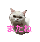 毎日しろねこ 1（個別スタンプ：8）