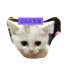 にゃーーーん（個別スタンプ：6）