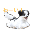 我が家の可愛いペットたち（個別スタンプ：5）