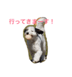 我が家の可愛いペットたち（個別スタンプ：6）