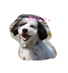 我が家の可愛いペットたち（個別スタンプ：11）