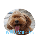 我が家の可愛いペットたち（個別スタンプ：16）