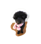 黒ぷーの「ぷっく」すたんぷ（個別スタンプ：5）