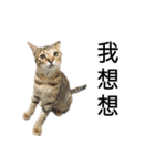 Living with cats（個別スタンプ：27）