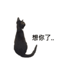 Living with cats（個別スタンプ：34）