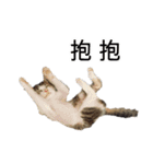 Living with cats（個別スタンプ：38）