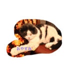 こなつ＆てん（個別スタンプ：4）