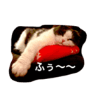 こなつ＆てん（個別スタンプ：7）