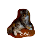 こなつ＆てん（個別スタンプ：8）