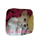 飼い犬の日常（個別スタンプ：7）