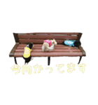 我が家の可愛いワンコたち（個別スタンプ：12）