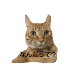 保護寝子組（個別スタンプ：2）