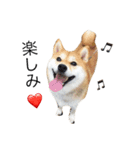 柴犬こてうた（個別スタンプ：9）