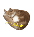 オビとけのび（個別スタンプ：26）