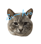 猫のにゃんぽこ丸（個別スタンプ：9）