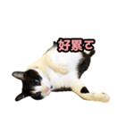 siao miao（個別スタンプ：9）